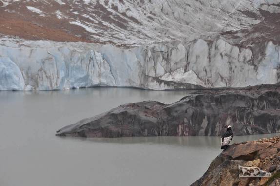 Um condor observa a Laguna Torre, no Parque Nacional Los Glaciares, perto de El Chaltén, na Argentina